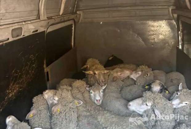 🐑kupujem ovce 📞
